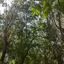Mini Forest