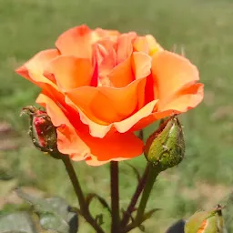 Mini Rose Garden Giaspura