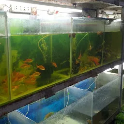 Modern Fish Aquarium