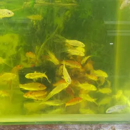 Modern Fish Aquarium