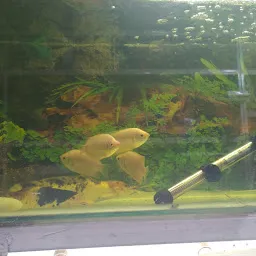 Modern Fish Aquarium