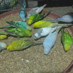 Moradabad Exotic Birds Aviary (Budgies Parrot/Love Bird/Cocktails/Finches) ????