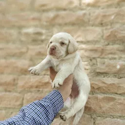 Mr. Singh Pet Shop