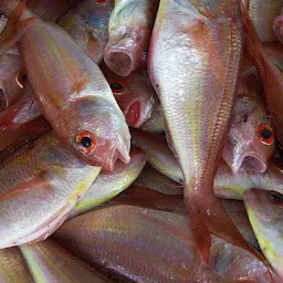 MUMBAI FISH SERVICE