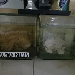 Museum of the Brain & Mind