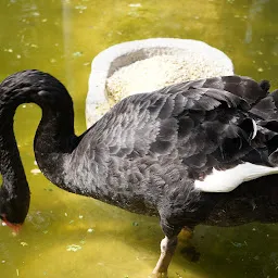 Mysore Zoo