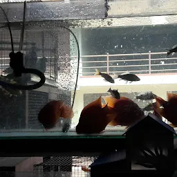 N.D.K.aquarium