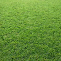 N N Enterprise lawn grass