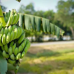 Naaz Banana Supplier