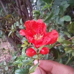 Nagar Palika Garden