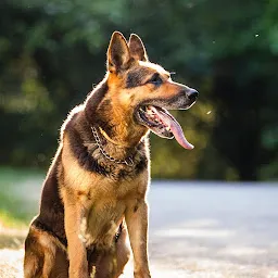 Nainital Dog Kennel