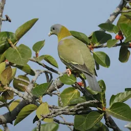 Nakane Bird Santuary