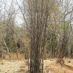 Nallamala Forest