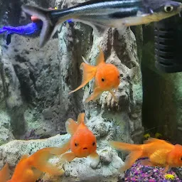 Naman Fish Aquarium
