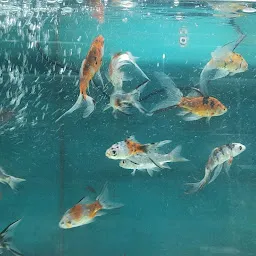 Naman Fish Aquarium