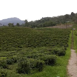 namchi tea garden