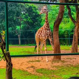 Nandan Kanan Zoo Safari