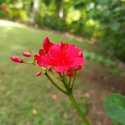 Naranbhai Ambalal Garden