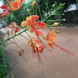 Naranbhai Ambalal Garden