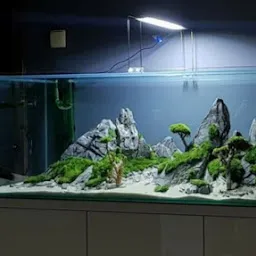 Nature Aquariums