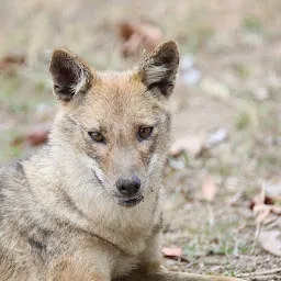 Nature Safari India