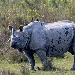 Nature Safari India