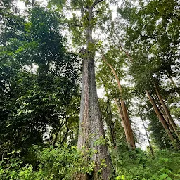 Nedumkayam Rain Forest