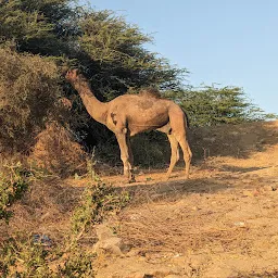Neer desert camel safari jaisalmer