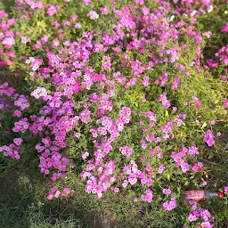 Nehru Rose Garden