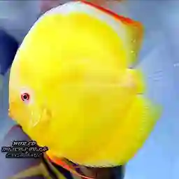 Ner fish aquarium