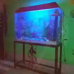 Ner fish aquarium
