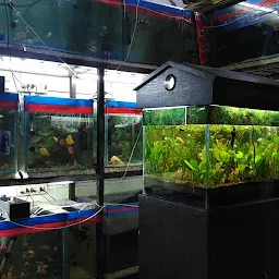 New Aquarium Shop H.B road Kali tower ground floor shop no -08 Lalpur Ranchi