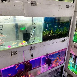 New Sai Fish World - Fish Aquarium In Dwarka - Dog Food Shop In Dwarka