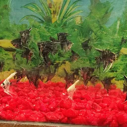 New Varanasi fish aqaurium and pet shop