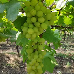 Nimse Grapes Farm