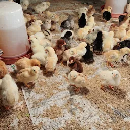 NIRMAL POULTRY FARMS