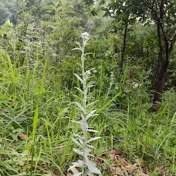 Nongkseh View Point