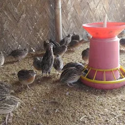 NORTH-EAST Quail Growers