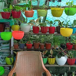 Nursery Green jharkhand