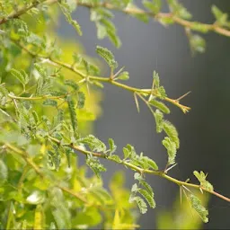 Nutan colony Garden