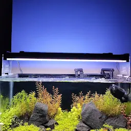 Ocean Waves The Luxury Aquarium