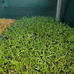 Oki Na Microgreens