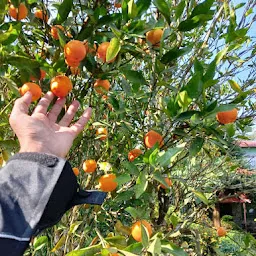 Orange garden Mirik