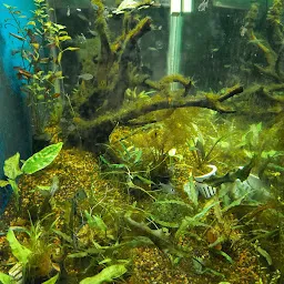 Oscar Aquarium