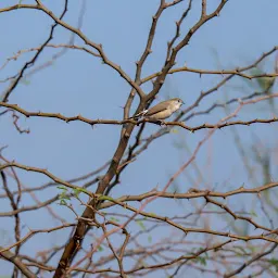 Osman Sagar lake birding point