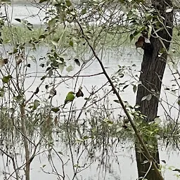 Osman Sagar lake birding point