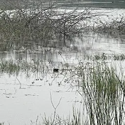 Osman Sagar lake birding point