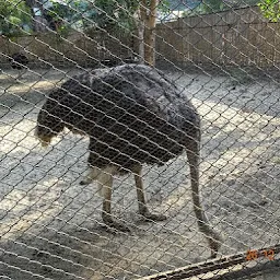 Ostrich