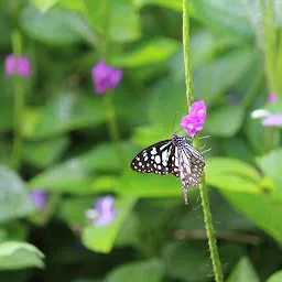 Ovalekar Wadi Butterfly Garden