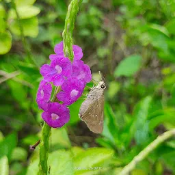 Ovalekar Wadi Butterfly Garden